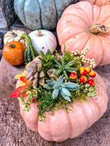 cacti jo white pumpkin succulent class at sew bonita hecho con amor