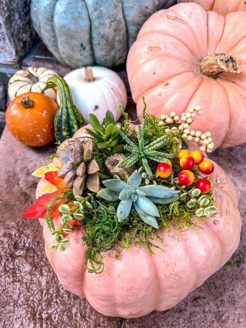 cacti jo white pumpkin succulent class at sew bonita hecho con amor