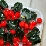 Cherries Kitchen Magnet