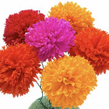Multicolored Marigolds (6 Pack)