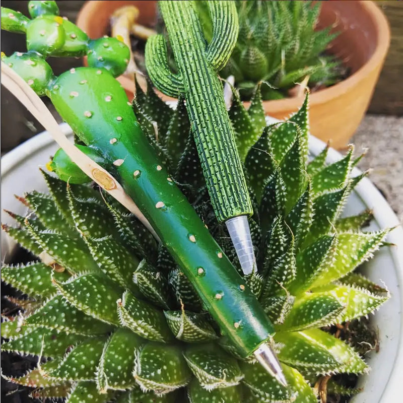 Succulent Cacti Pens at Sew Bonita in Corpus Christi, TX.