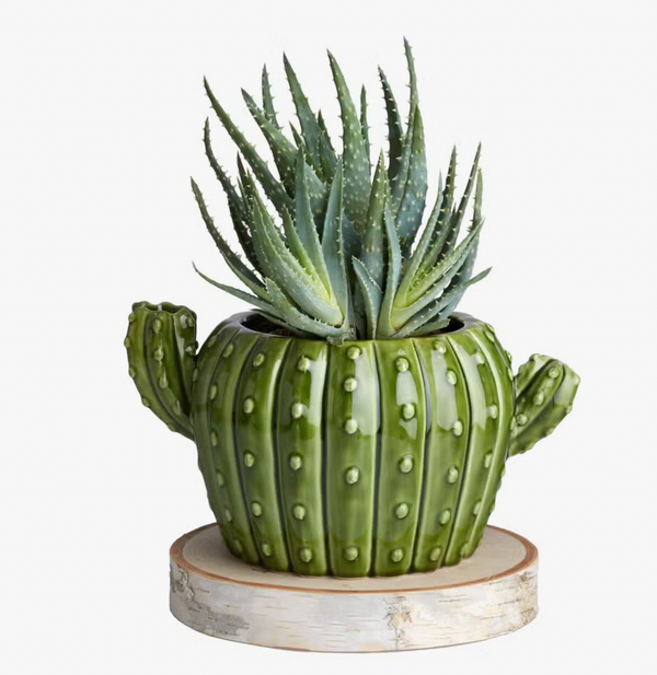 Cactus Planter
