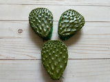 Nopal Coin Purse